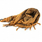 Арафатка 110х110, brown/black